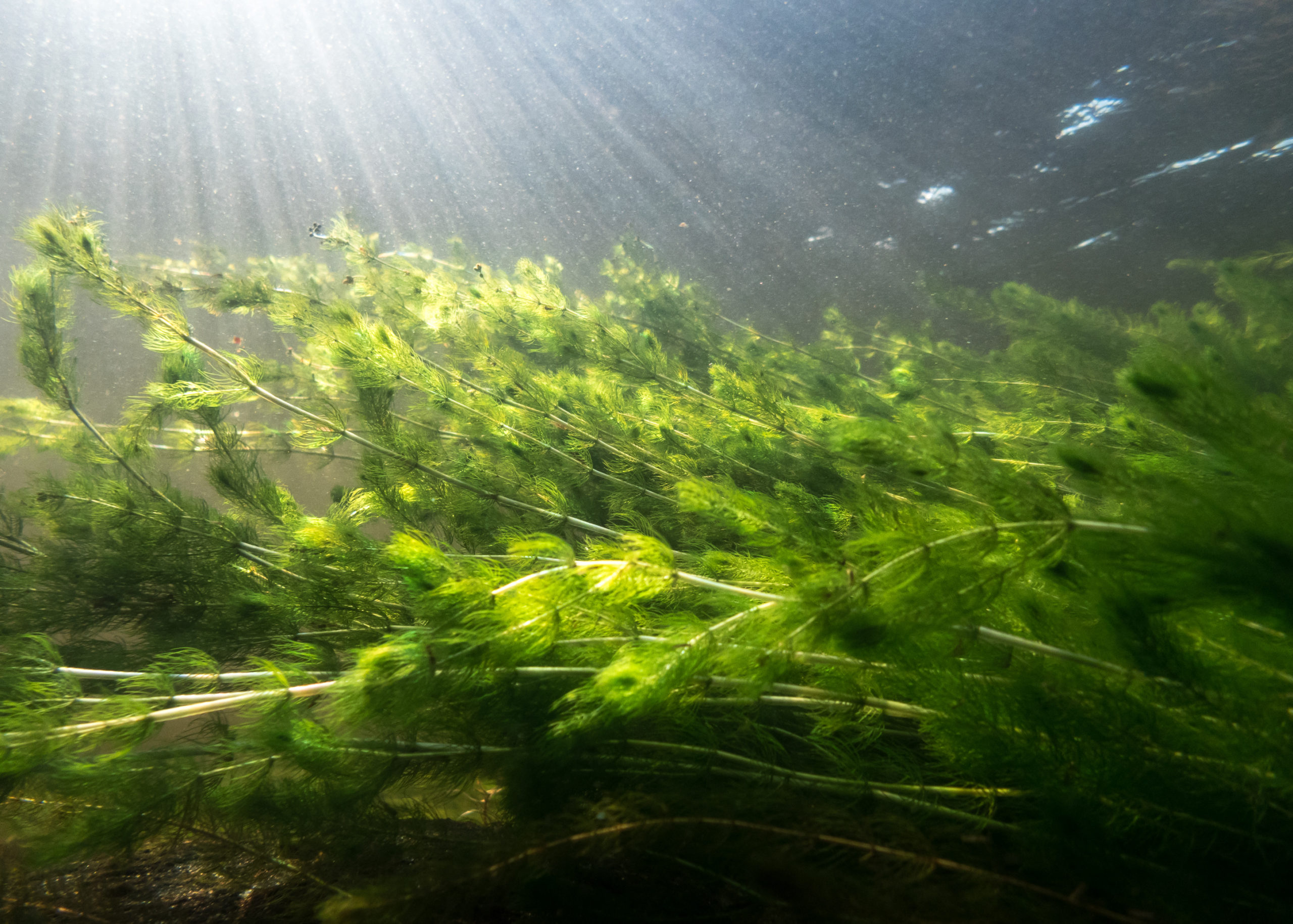 Dense underwater watermilfoil vegetation swaying in clear-watered river in Finland with sunrays above.
